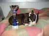 Bullterrier Foto: lola nach der ausstellung ... groggy , fertig , aber happy !!! (ID 4104) Bullterrier Hund