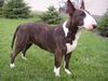 Bullterrier Foto: braaaves huntzi ... steht so schön !!! *gg* (ID 4214) Bullterrier Hund