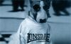 Bullterrier Foto: BRETHNY OF BIRDET`S DOGCASTLE/ / KIRA (ID 34922) Bullterrier Hund
