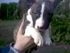 Bullterrier Foto: ..unsere Momo hier nun mit 5 einhalb wochen! (ID 3658) Bullterrier Hund