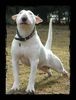 Bullterrier Foto: Fit mach mit! (ID 1805) Bullterrier Hund