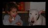 Bullterrier Foto: Lion & Nathan (ID 1806) Bullterrier Hund