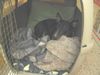 Bullterrier Foto: ....wer weckt mich da...? (ID 25131) Bullterrier Hund