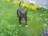 Bullterrier Foto: philip in seinem Element (ID 22680) Bullterrier Hund