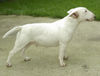 Bullterrier Hund