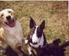 Bullterrier Foto: lola mit goldie sara und australien shepherd-mädl clou (ID 3864) Bullterrier Hund