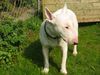 Bullterrier Foto: Arac (ID 1149) Bullterrier Hund