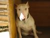 Bullterrier Foto: ARAC (ID 1163) Bullterrier Hund
