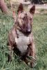 Bullterrier Foto: spencer (ID 9549) Bullterrier Hund