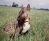 Bullterrier Foto: spencer (ID 9550) Bullterrier Hund