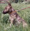 Bullterrier Foto: mein lieber spencer (ID 9551) Bullterrier Hund