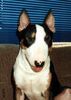 Bullterrier Foto: Andor (ID 3032) Bullterrier Hund