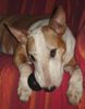 Bullterrier Foto: Candy our grandmother... (ID 30683) Bullterrier Hund