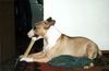 Bullterrier Foto: Freya (ID 3034) Bullterrier Hund