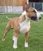 Bullterrier Foto: Falkos Mother's little Helper (Viggo; 17 Monate) (ID 22534) Bullterrier Hund