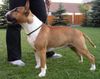 Bullterrier Foto: Falkos Mother's little Helper (Viggo; 17 Monate) (ID 22535) Bullterrier Hund