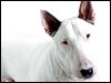 Bullterrier Hund