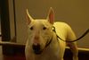 Bullterrier Hund