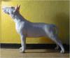 Bullterrier Foto: Godzilla (ID 748) Bullterrier Hund
