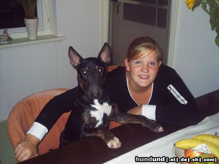 Bullterrier Hunde Foto 8340 Bullterrier mijn indy