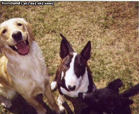 Bullterrier Hunde Foto 3864 Bullterrier lola mit goldie sara und australien shepherd-mädl clou