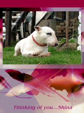Bullterrier Hunde Foto 33257 in höherer Auflösung ansehen Bullterrier Shina r.i.p.