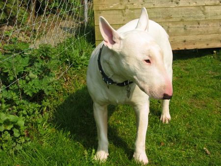 Bullterrier Hunde Foto 1149 Bullterrier Arac