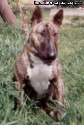 Bullterrier Hunde Foto 9549 Bullterrier spencer