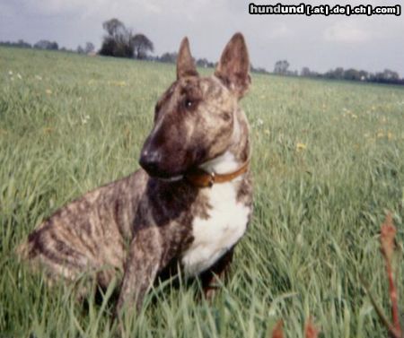 Bullterrier Hunde Foto 9550 Bullterrier spencer