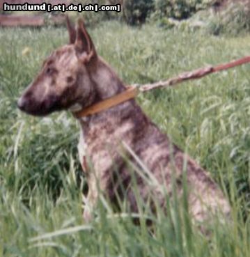Bullterrier Hunde Foto 9551 Bullterrier mein lieber spencer