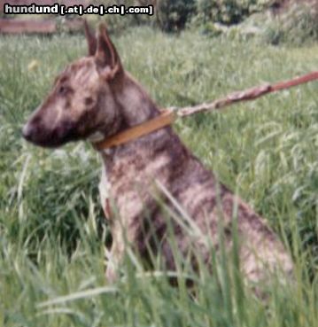 Bullterrier mein lieber spencer