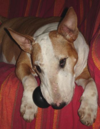 Bullterrier Hunde Foto 30683 Bullterrier Candy our grandmother...