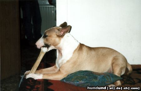 Bullterrier Freya