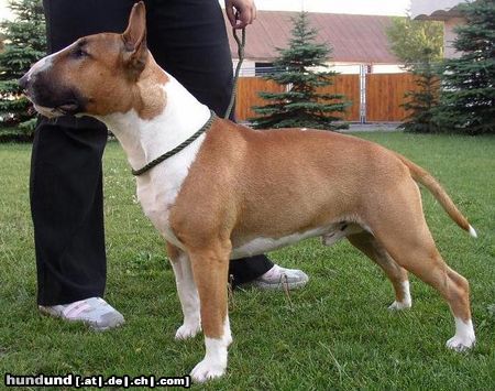 Bullterrier Falkos Mother's little Helper (Viggo; 17 Monate)