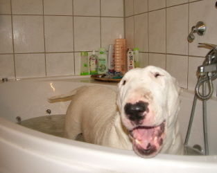 Bullterrier Hunde Foto 31823 in höherer Auflösung ansehen Bullterrier