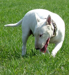 Bullterrier Hunde Foto 31825 in höherer Auflösung ansehen Bullterrier
