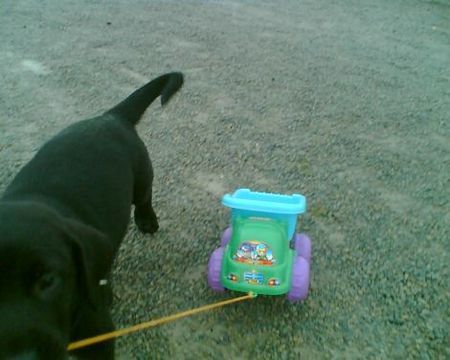 Ca de Bestiar Hunde Foto 41155 in höherer Auflösung ansehen Ca de Bestiar Z-Trenc de Ca`Nyegos