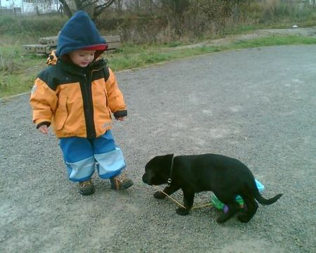 Ca de Bestiar Hunde Foto 41154 in höherer Auflösung ansehen Ca de Bestiar Z-Trenc de Ca`Nyegos