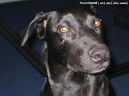 Ca de Bestiar Hunde Foto 22526 in höherer Auflösung ansehen Ca de Bestiar Angeles 1 Jahr