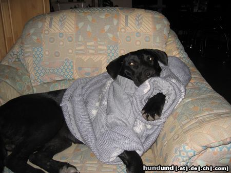 Ca de Bestiar Hunde Foto 22811 in höherer Auflösung ansehen Ca de Bestiar Ist echt kalt hier in Deitschland