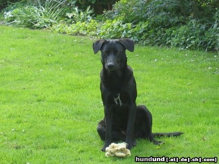Ca de Bestiar Hunde Foto 22525 in höherer Auflösung ansehen Ca de Bestiar Das ist unsere Angeles 1 Jahr alt und ein Pastor Malloquin
