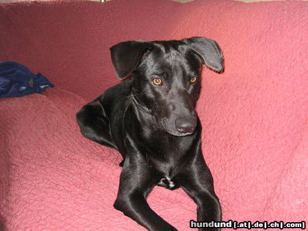 Ca de Bestiar Hunde Foto 24335 in höherer Auflösung ansehen Ca de Bestiar ANGELES