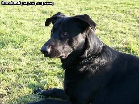 Ca de Bestiar Hunde Foto 22854 in höherer Auflösung ansehen Ca de Bestiar