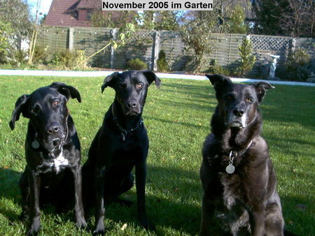 Ca de Bestiar Hunde Foto 35664 Ca de Bestiar Roxy (i.d. Mitte)1 Jahr alt mit ihrer