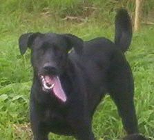 Ca de Bestiar Hunde Foto 35662 Ca de Bestiar Roxy 1,5 Jahre alt