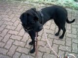 Ca de Bestiar Hunde Foto 27705 in höherer Auflösung ansehen Ca de Bestiar Naomi ca 1 1/2 Jahre