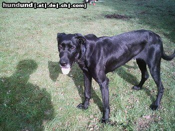 Ca de Bestiar Hunde Foto 22164 Ca de Bestiar Cora im Garten