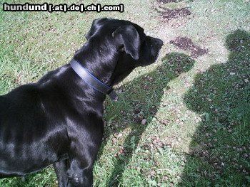Ca de Bestiar Hunde Foto 22165 Ca de Bestiar Cora im Garten