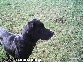 Ca de Bestiar Hunde Foto 22167 Ca de Bestiar Cora im Garten