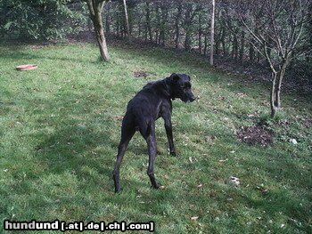 Ca de Bestiar Hunde Foto 22166 Ca de Bestiar Cora im Garten